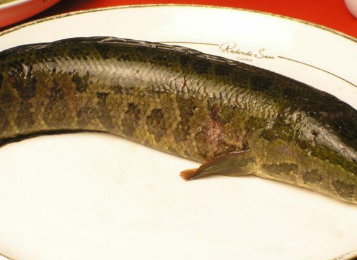 黑魚是海鮮嗎？黑魚是外來物種嗎