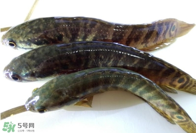 烏鱧魚(yú)多少錢一斤？烏鱧價(jià)格