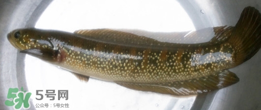 烏鱧魚(yú)多少錢一斤？烏鱧價(jià)格