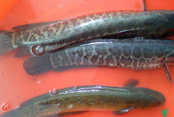 黑魚是海鮮嗎？黑魚是外來物種嗎