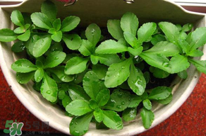 養(yǎng)心菜能生吃嗎？養(yǎng)心菜怎么吃？