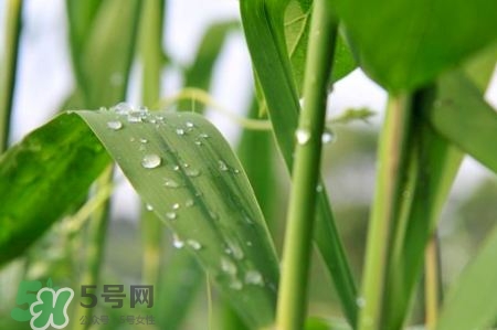 包粽子的葉子叫什么？包粽子的葉子怎么處理？