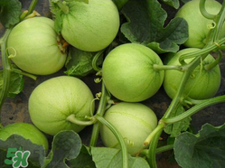 甜瓜和牛奶能一起吃嗎？吃完甜瓜可以喝牛奶嗎？