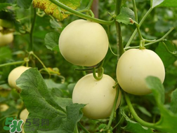 甜瓜和牛奶能一起吃嗎？吃完甜瓜可以喝牛奶嗎？