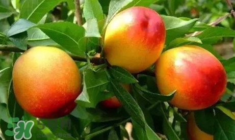 油桃什么時(shí)候吃最好？油桃什么人不能吃