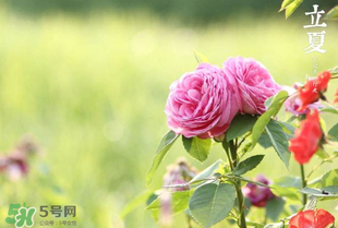 立夏開什么花？立夏有什么花？