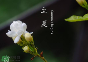 立夏開什么花？立夏有什么花？