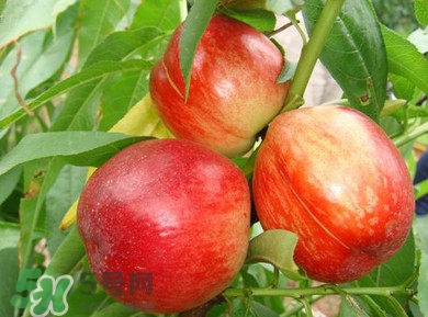 油桃一天吃幾個(gè)？孕婦一天能吃幾個(gè)油桃