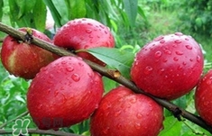 油桃什么時(shí)候吃最好？油桃什么人不能吃