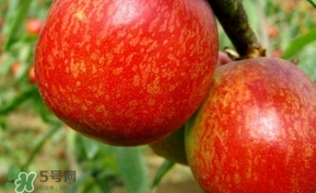 油桃一天吃幾個(gè)？孕婦一天能吃幾個(gè)油桃