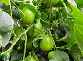 甜瓜苦能吃嗎？甜瓜為什么會苦？