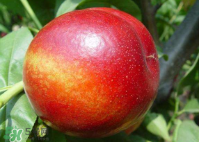 油桃有毛嗎？油桃為什么沒毛？