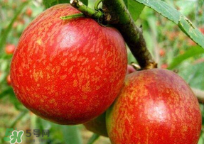 油桃變軟了還能吃嗎？油桃變軟了怎么回事？