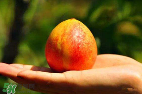 油桃變軟了還能吃嗎？油桃變軟了怎么回事？