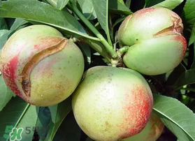 油桃裂果什么原因？油桃裂果還能吃嗎？