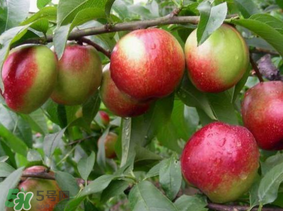 油桃有毛嗎？油桃為什么沒毛？