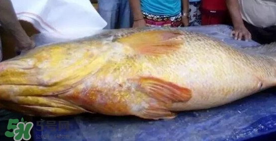 黃唇魚可以買賣嗎？黃唇魚買賣違法嗎？