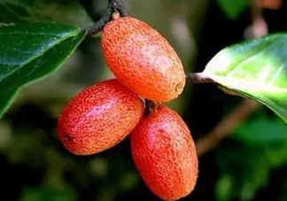 羊奶子什么時(shí)候成熟？羊奶子什么樣子