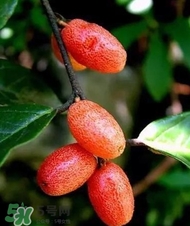 羊奶子是什么？羊奶果多少錢一斤