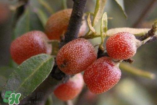 羊奶子什么時(shí)候成熟？羊奶子什么樣子