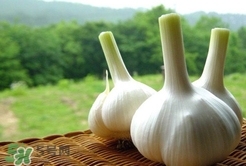 蒜頭不能和什么一起吃？大蒜不能跟什么一起吃