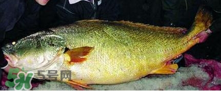 黃唇魚可以買賣嗎？黃唇魚買賣違法嗎？