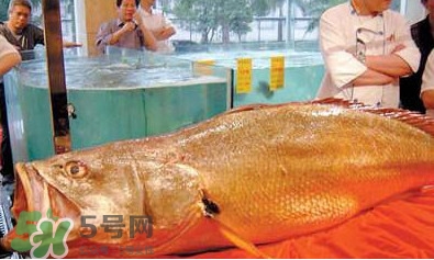黃唇魚可以買賣嗎？黃唇魚買賣違法嗎？