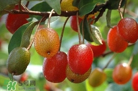 羊奶子是什么？羊奶果多少錢一斤