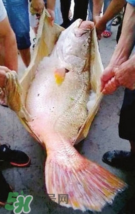 黃唇魚為什么貴？黃唇魚有什么藥用價值？