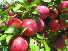 ?油桃是發(fā)物嗎？?油桃是不是發(fā)物？