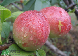 ?油桃是發(fā)物嗎？?油桃是不是發(fā)物？