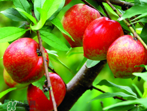 ?油桃是發(fā)物嗎？?油桃是不是發(fā)物？