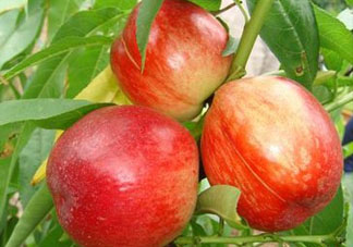 油桃可以榨汁嗎？油桃怎么榨汁？