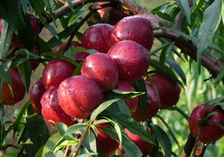 ?油桃是發(fā)物嗎？?油桃是不是發(fā)物？