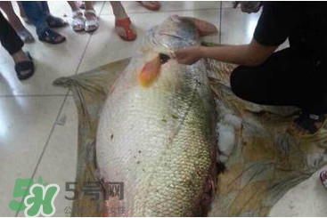 黃唇魚為什么貴？黃唇魚有什么藥用價值？