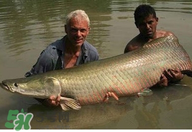 黃唇魚為什么貴？黃唇魚有什么藥用價值？