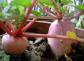 五月份可以種蘿卜嗎？幾月份種蘿卜最合適？