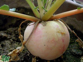 五月份可以種蘿卜嗎？幾月份種蘿卜最合適？