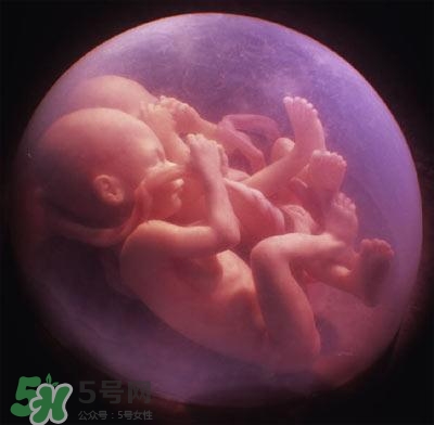 胎兒在媽媽肚子里都會(huì)干啥？胎兒的神奇世界