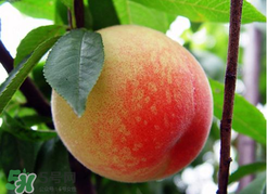 桃子一天可以吃幾個(gè)？桃子一天最多吃幾個(gè)？