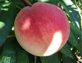 桃子一天可以吃幾個(gè)？桃子一天最多吃幾個(gè)？