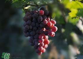 五月份有葡萄嗎？五月份的葡萄可以吃嗎？