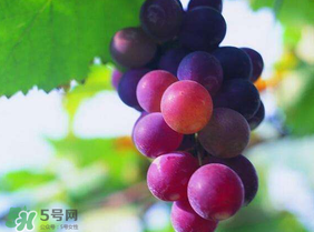 五月份有葡萄嗎？五月份的葡萄可以吃嗎？