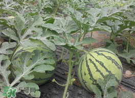 五月份可以種西瓜嗎？五月份怎么種西瓜？