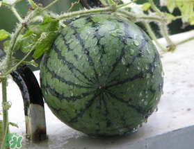 五月份可以種西瓜嗎？五月份怎么種西瓜？