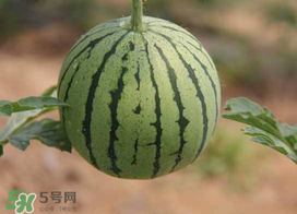 五月份可以種西瓜嗎？五月份怎么種西瓜？