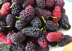 桑葚干怎么泡水?桑葚干和什么泡水喝最好? 桑葚干怎么泡水?桑葚干和什么泡水喝最好?