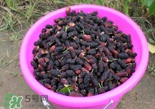 桑葚干怎么泡水?桑葚干和什么泡水喝最好? 桑葚干怎么泡水?桑葚干和什么泡水喝最好?