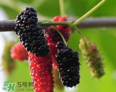 桑葚干怎么泡水?桑葚干和什么泡水喝最好? 桑葚干怎么泡水?桑葚干和什么泡水喝最好?