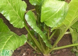 豬婆菜是什么菜?豬婆菜長什么樣子? 豬婆菜是什么菜?豬婆菜長什么樣子?